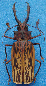 imago of Macrodontia cervicornis