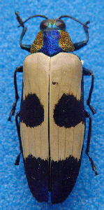 imago of Chrysochroa buqueti