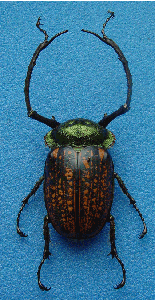 imago of Cheirotonus parryi