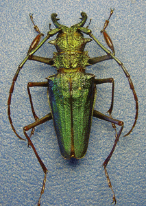 imago of Psalidognathus friendi