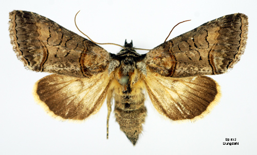 Tulkrtsfly Abrostola asclepiadis
