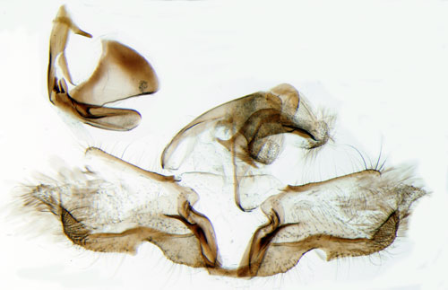 Ljungvrvecklare Acleris hyemana