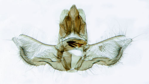 Vitbrokig rosenhstvecklare Acleris variegana