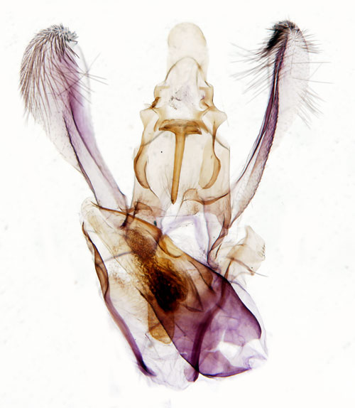 Gr bgpalpmal Acompsia cinerella