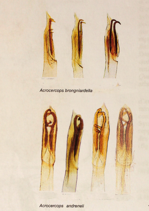 Snedstreckad ekstyltmal Acrocercops brongniardellus