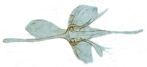 Lkmal Acrolepiopsis assectella