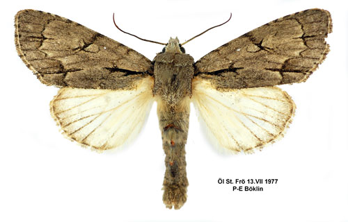 Treuddsaftonfly Acronicta tridens