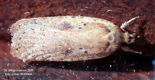 Harrisbladsplattmal Agonopterix scopariella