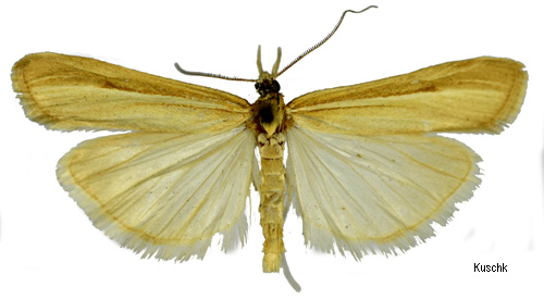 Svartstrimmigt grsmott Agriphila deliella