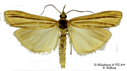 Svartstrimmigt grsmott Agriphila deliella