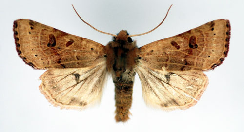 Mnflckat backfly Agrochola lunosa