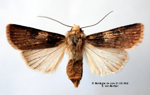 Grnt lavfly Agrotis puta