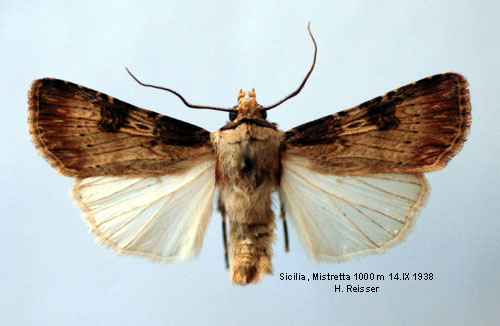 Grnt lavfly Agrotis puta