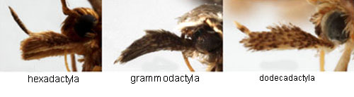 Fltvddfjdermott Alucita grammodactyla