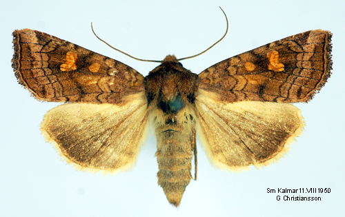 ngsstamfly Amphipoea fucosa