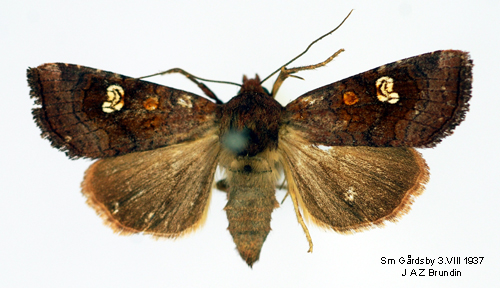 Rdbrunt stamfly Amphipoea oculea