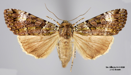 Grnt skogsfly  Anaplectoides prasina