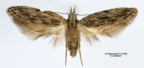 Lnnpalpmal Anarsia inoxiella