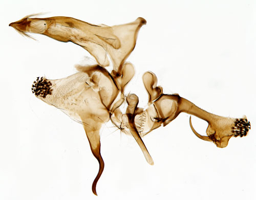 Krsbrsbuskpalpmal Anarsia innoxiella