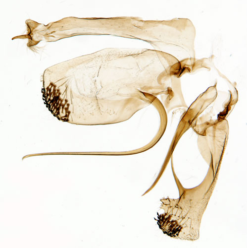 Harrisbuskpalpmal Anarsia spartiella