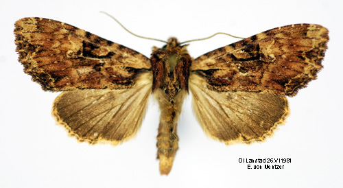 Leverbrunt ngsfly Apamea epomidion