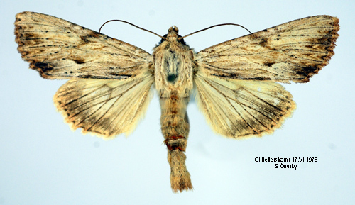 Benfrgat ngsfly Apamea lithoxylaea