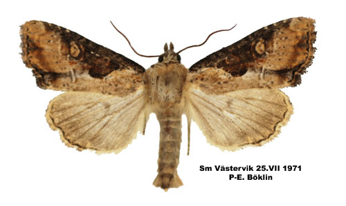 Ormngsfly Apamea ophiogramma
