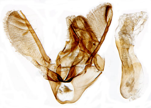 Skiktdynemott Apomyelois bistriatella