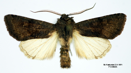 Kamsprtat puckelfly Aporophyla lutulenta