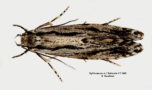 Bjrksvampmal Archinemapogon yildizae
