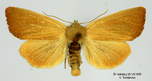 Vasstrfly Arenostola phragmitidis