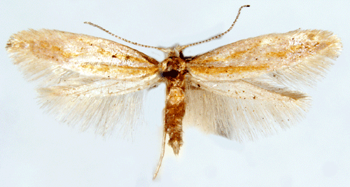 Guldbarrmal Argyresthia aurulentella