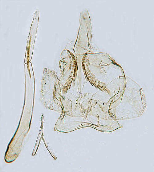 Guldgranknoppmal Argyresthia bergiella