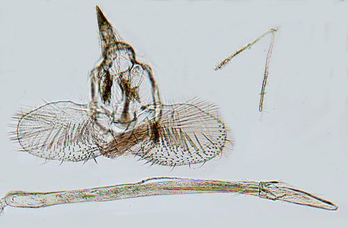 Hagtornsknoppmal Argyresthia bonnetella