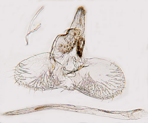 ppleknoppmal Argyresthia curvella