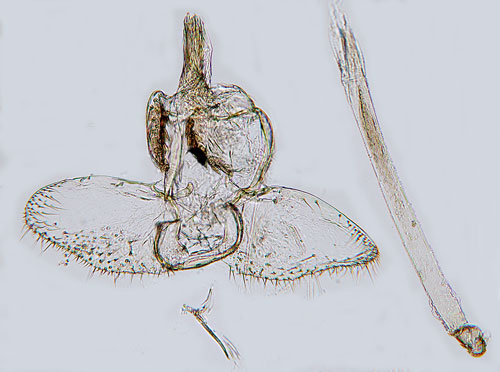 Punkterad enbarrmal Argyresthia dilectella