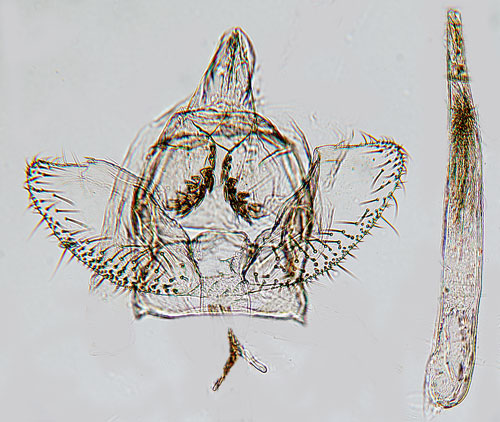 Ekbarkmal Argyresthia glaucinella