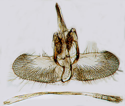 Slghngemal Argyresthia pygmaeella