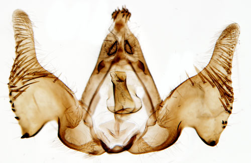 Fjllsippebrokvecklare Argyroploce noricana