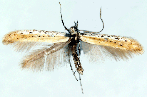 Svartkmpestyltmal Aspilapteryx tringipennella