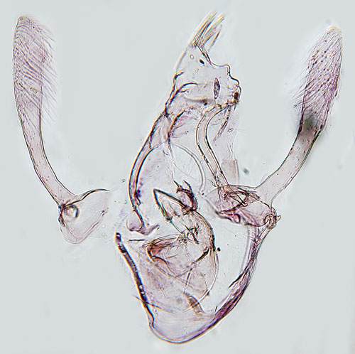 Sumpvialstvmal Athrips tetrapunctella