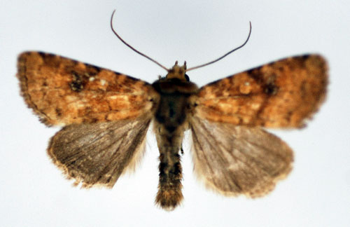 Lungrtsfly Atypha pulmonaris