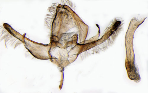 Klocksckspinnare Bacotia claustrella