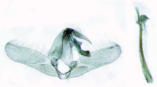Tallsmalvingemal Batrachedra pinicolella