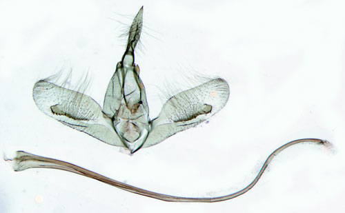 Aspsmalvingemal Batrachedra praeangusta