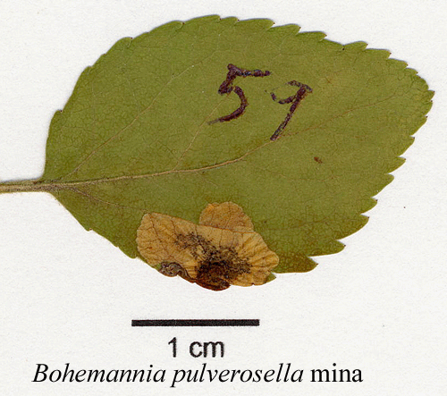 Fjllig apeldvrgmal Bohemannia pulverosella