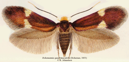 Fyrflckig dvrgmal Bohemannia quadrimaculella