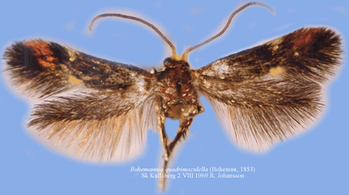 Fyrflckig dvrgmal Bohemannia quadrimaculella