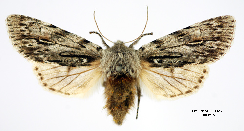 Vrtaggfly Brachionycha nubeculosa