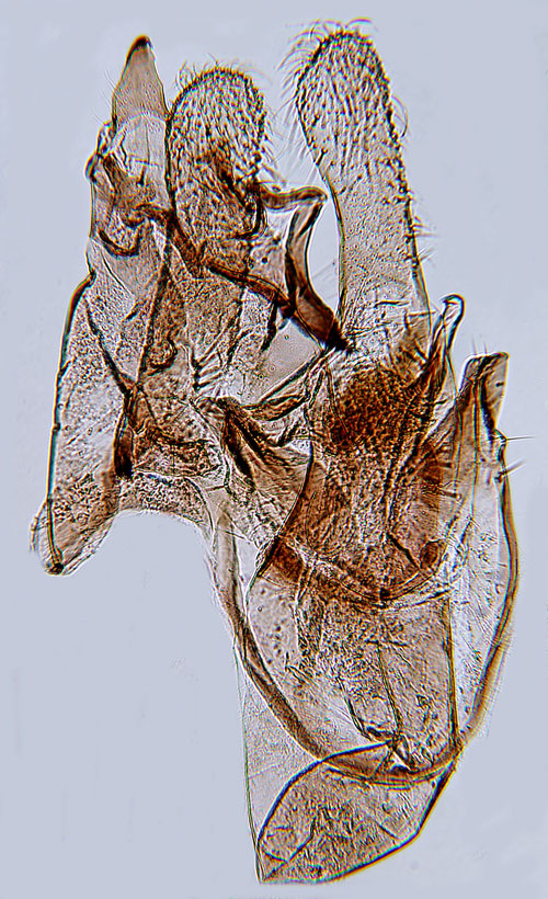 ngsgrsbgpalpmal Brachmia blandella